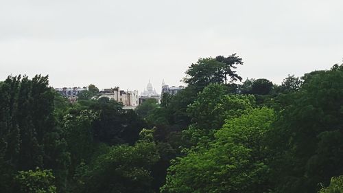 View of trees and building