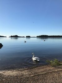 Swan in lake against clear sky