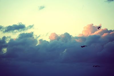 Low angle view of birds flying in sky