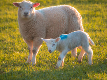 Sheep in a field