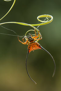 Close-up of butterfly