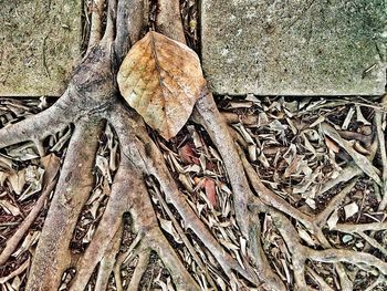 High angle view of tree roots on field