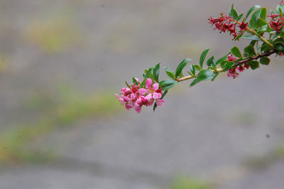 Close-up of pink cherry blossoms