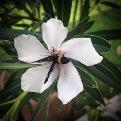 Close-up of insect on white flower blooming outdoors