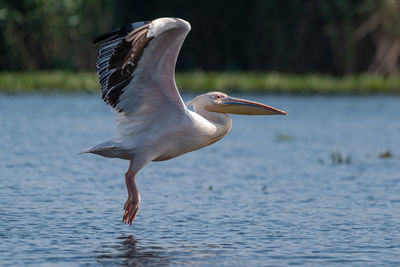Close-up of a bird flying over lake