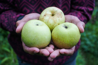 Close-up of hand holding apple