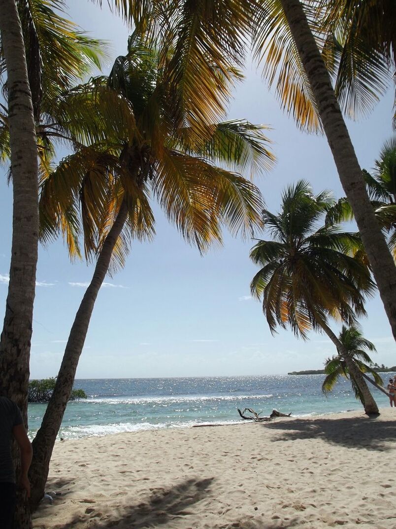 sea, beach, palm tree, tree, horizon over water, sand, water, shore, tranquility, tranquil scene, scenics, beauty in nature, nature, tree trunk, vacations, sky, growth, idyllic, tropical climate, incidental people