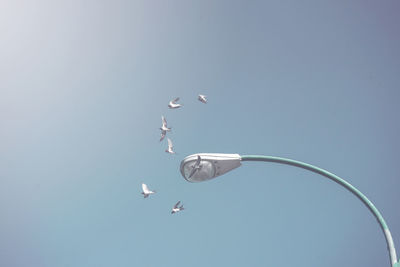 Low angle view of seagulls flying in sky