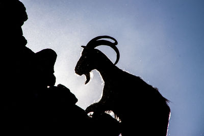 Low angle view of silhouette goat on mountain against sky