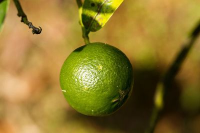 Lime in the garden