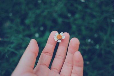 Cropped image of hand holding flower