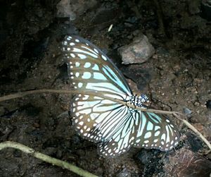 Close up of butterfly on tree trunk