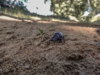 Close-up of insect