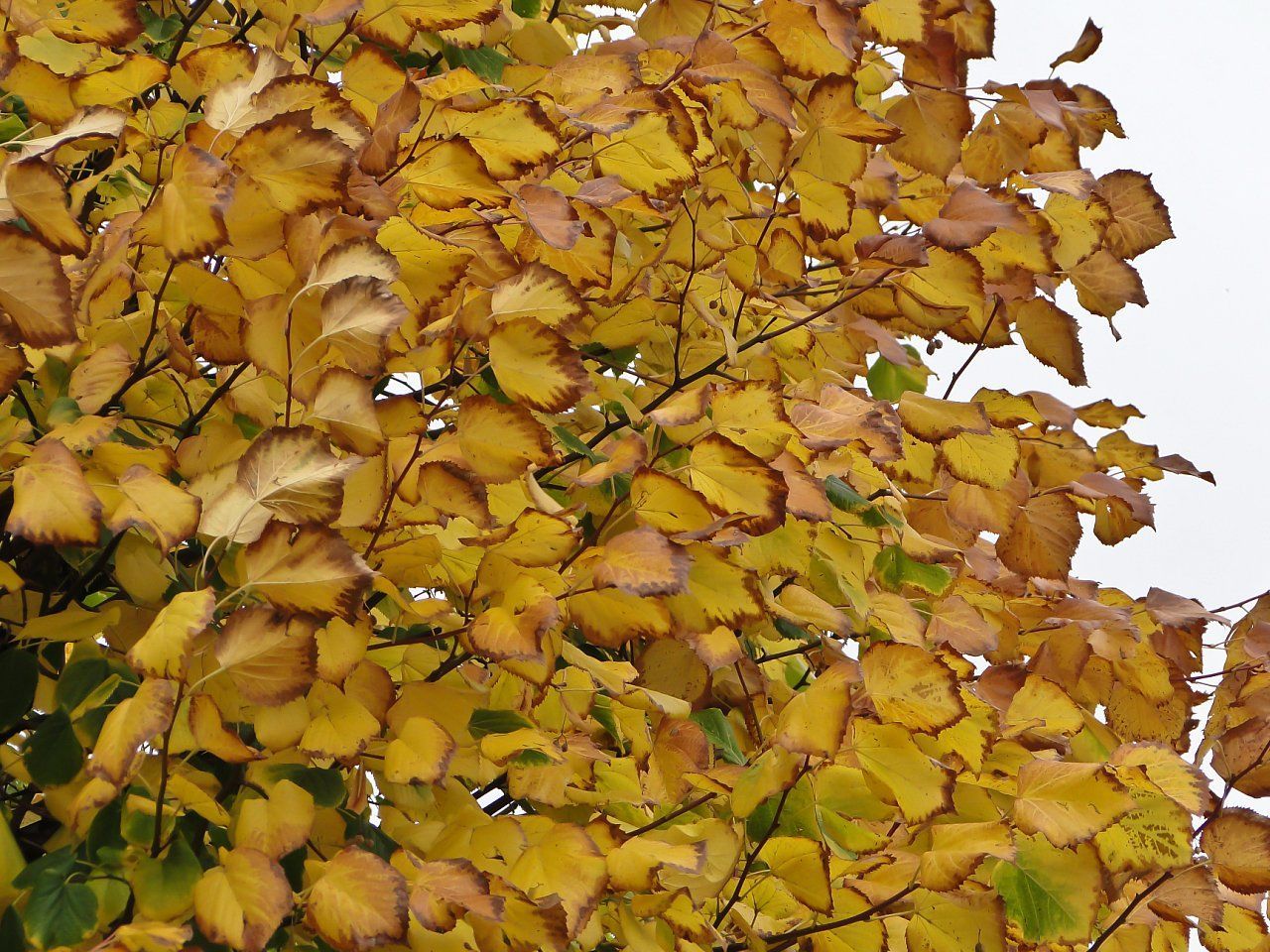 leaf, yellow, autumn, change, branch, season, growth, nature, tree, leaves, beauty in nature, low angle view, tranquility, full frame, abundance, day, backgrounds, outdoors, no people, green color