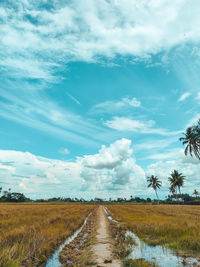 Scenic view of agricultural field against sky