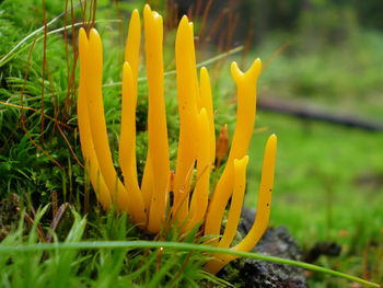 Close-up of yellow flower growing in field