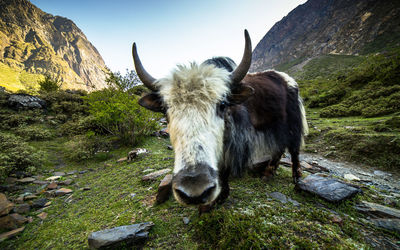 View of a sheep on rock