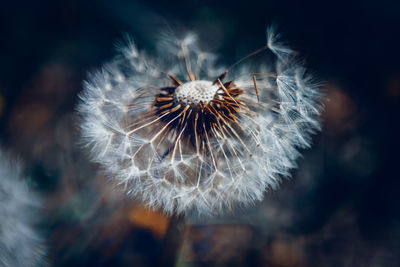 Close-up of dandelion flower