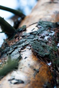 Close-up of mushroom growing on tree trunk