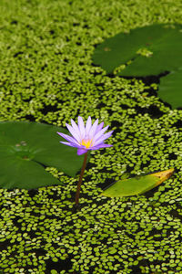 Close-up of flower blooming outdoors