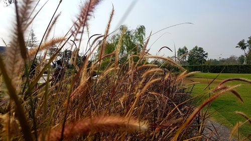 Plants growing on field against sky