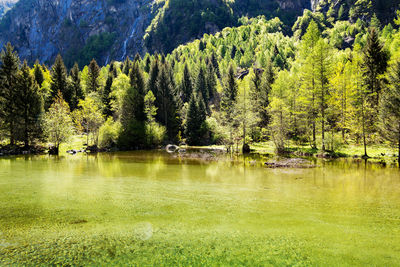 Scenic view of pine trees by lake in forest