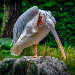 Close-up of pelican perching on rock