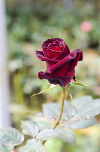 Close-up of red rose