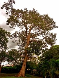 Trees in park