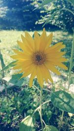 Close-up of yellow flower