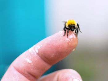 Bee sitting on finger