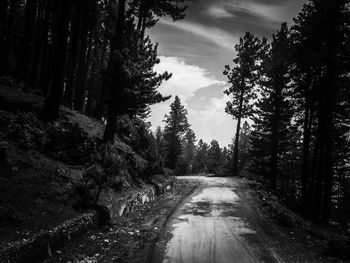 Dirt road passing through forest