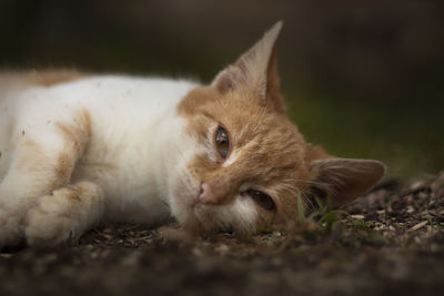 Close-up of cat resting