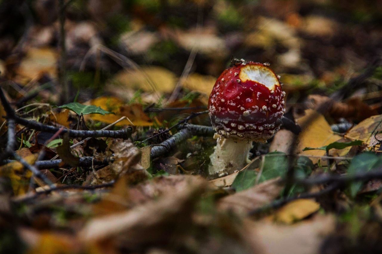 CLOSE-UP OF MUSHROOM ON FIELD