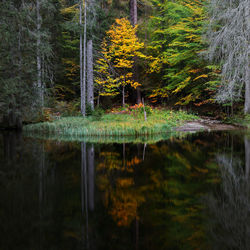 Reflection of trees in lake during autumn