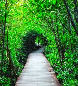 Empty footbridge along trees in forest