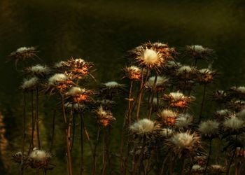 Close-up of dandelion