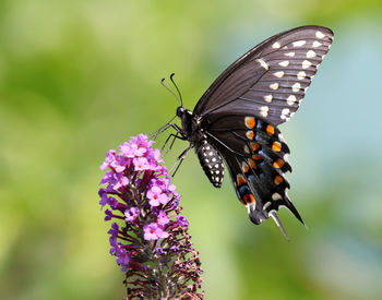 Close-up of butterfly pollinating on purple flower