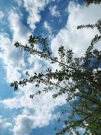 Low angle view of flowering plant against cloudy sky