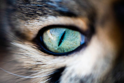 Close-up of cat eye