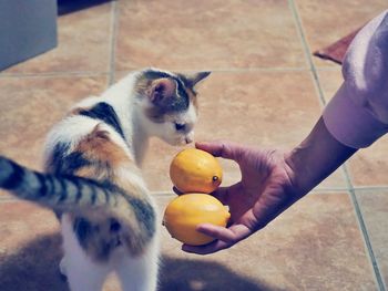 Low section of person holding cat