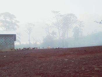 Trees on field against sky