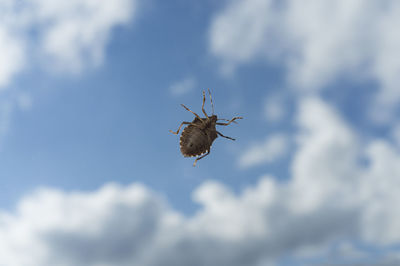 Bedbug in the blue sky