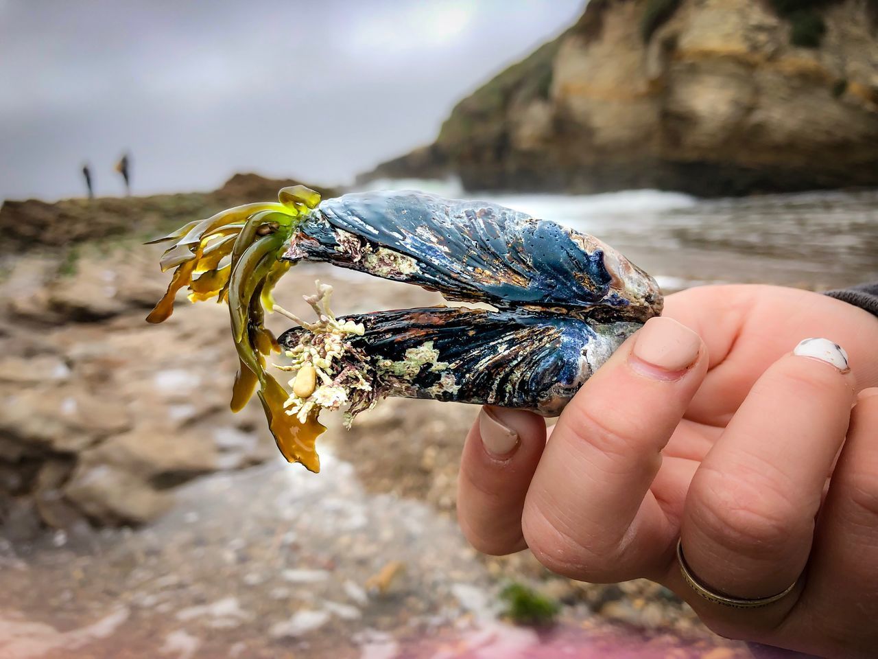 animal wildlife, human hand, one animal, animals in the wild, hand, human body part, focus on foreground, close-up, one person, day, insect, invertebrate, real people, body part, holding, unrecognizable person, nature, outdoors, finger