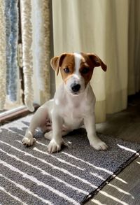 Jack russell