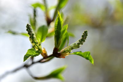 Close-up of green plant