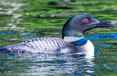 Close-up of duck swimming in lake