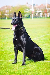 Dog on grassy field