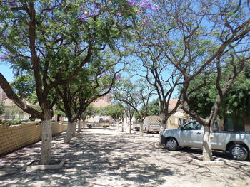 View of trees in city