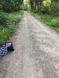 Dirt road amidst trees in forest